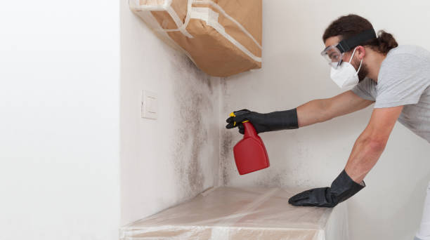 Professional Mold Remediation technician working in Little Elm, TX